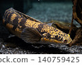 A large snakehead, Channa marulioides, with its striking reticulated pattern - photographed at Kawasui Aquarium. 140759425
