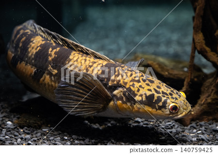 一條體型較大的蛇頭魚(Channa marulioides),具有引人注目的網狀圖案-攝於川水水族館。 一條體型較大的蛇頭魚(Channa marulioides),具有引人注目的網狀圖案-攝於川水水族館。 140759425
