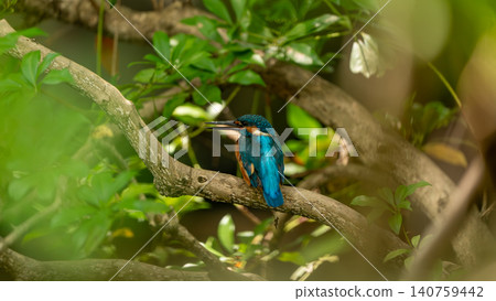 翠鳥棲息在樹枝上 翠鳥棲息在樹枝上 140759442