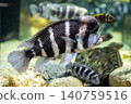 Cyphotilapia frontosa, characterized by its raised forehead - photographed at Kawasui Aquarium. 140759516