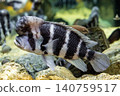 Cyphotilapia frontosa, characterized by its raised forehead - photographed at Kawasui Aquarium. 140759517