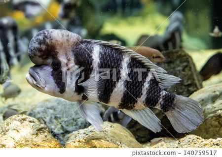 額頭隆起的Cyphotilapia frontosa-攝於川水水族館。 額頭隆起的Cyphotilapia frontosa-攝於川水水族館。 140759517