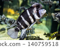 Cyphotilapia frontosa, characterized by its raised forehead - photographed at Kawasui Aquarium. 140759518