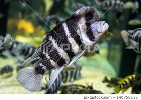 額頭隆起的Cyphotilapia frontosa-攝於川水水族館。 額頭隆起的Cyphotilapia frontosa-攝於川水水族館。 140759518