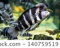 Cyphotilapia frontosa, characterized by its raised forehead - photographed at Kawasui Aquarium. 140759519