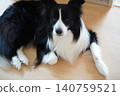 A Border Collie relaxing on the floor 140759521