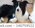 A Border Collie indoor dog relaxing on the floor 140759522