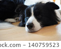 A Border Collie relaxing on the floor 140759523