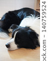 A Border Collie relaxing on the floor 140759524