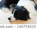 A Border Collie indoor dog relaxing on the floor 140759525