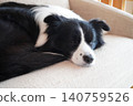 A Border Collie sleeping on the sofa 140759526
