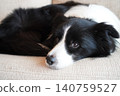 Border collie relaxing on the sofa 140759527