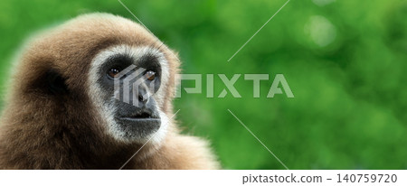 gibbon gibbon 140759720