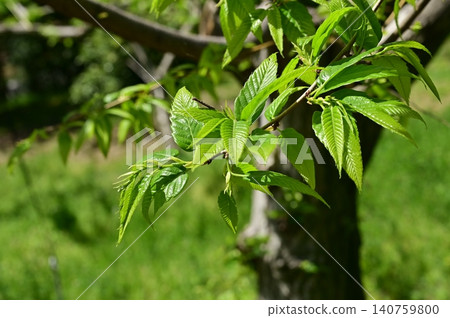 栗樹(Castanea屬,殼斗科)的新鮮葉子 栗樹(Castanea屬,殼斗科)的新鮮葉子 140759800