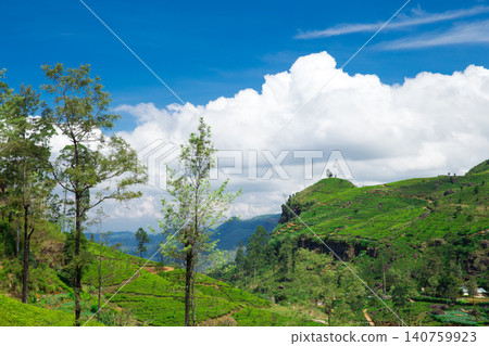 Tea plantation Tea plantation 140759923
