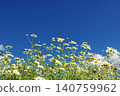 Close up of beautiful white camomile flower swaying in summer. white daisies 140759962