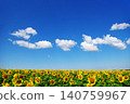 Sunflower field with cloudy blue sky 140759967