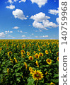 Sunflower field with cloudy blue sky 140759968