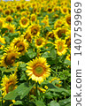 Sunflower field. Sunflowers on blurred sunny background 140759969