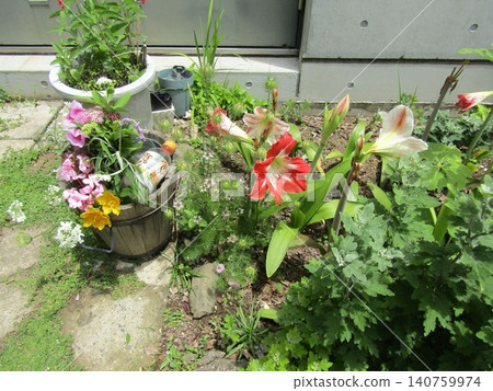 Large amaryllis flowers at the Kojima Flower Garden Large amaryllis flowers at the Kojima Flower Garden 140759974
