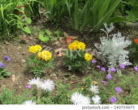 The purple flowers are verbena, ice plant, marigold, and dusty miller. The purple flowers are verbena, ice plant, marigold, and dusty miller. 140759975