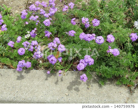 馬鞭草紫色的花朵 馬鞭草紫色的花朵 140759976