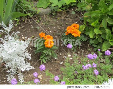 紫色的花朵是馬鞭草、萬壽菊和銀菊。 紫色的花朵是馬鞭草、萬壽菊和銀菊。 140759980