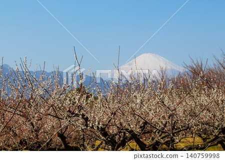 春光明媚的天空下,梅花盛開,富士山巍峨聳立。 春光明媚的天空下,梅花盛開,富士山巍峨聳立。 140759998