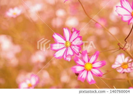 Blooming pink cosmos flowers 140760004