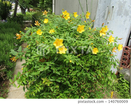 Yaeba flower is a yellow flower of Yamaboki caressed as a bloom Yaeba flower is a yellow flower of Yamaboki caressed as a bloom 140760009