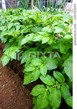Potatoes, potatoes, home garden Potatoes, potatoes, home garden 140760045