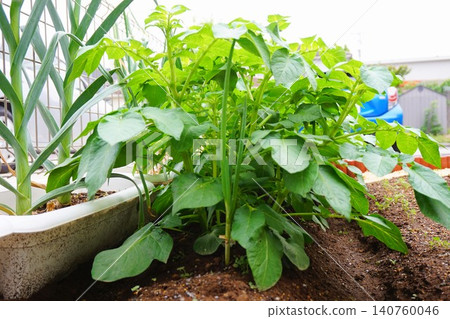 Potatoes, potatoes, home garden 140760046