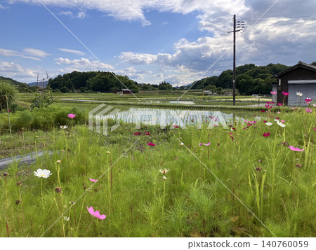 Cosmos flowers blooming beside rice paddies in early summer. Cosmos flowers blooming beside rice paddies in early summer. 140760059