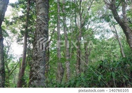The scenery of the beech forest at Osorakan The scenery of the beech forest at Osorakan 140760105