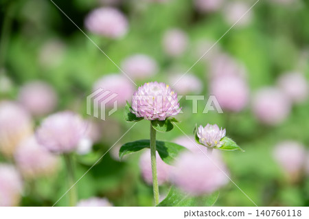 The pale pink globe amaranth flowers bloom in the garden from summer to autumn. The pale pink globe amaranth flowers bloom in the garden from summer to autumn. 140760118
