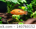 A beautiful jewel cichlid with a vibrant red body - photographed at Kawasui Aquarium. 140760152