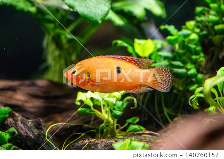 A beautiful jewel cichlid with a vibrant red body - photographed at Kawasui Aquarium. A beautiful jewel cichlid with a vibrant red body - photographed at Kawasui Aquarium. 140760152