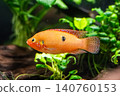 A beautiful jewel cichlid with a vibrant red body - photographed at Kawasui Aquarium. 140760153