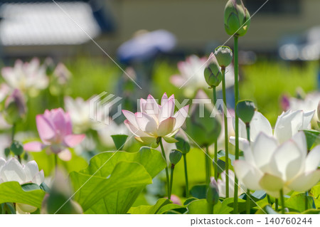 夏日晴空下,蓮花競相綻放,花苞遍佈池塘。 夏日晴空下,蓮花競相綻放,花苞遍佈池塘。 140760244