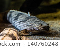 A striking image of Polypterus endlicherii standing on the substrate - photographed at Kawasui Aquarium. 140760248