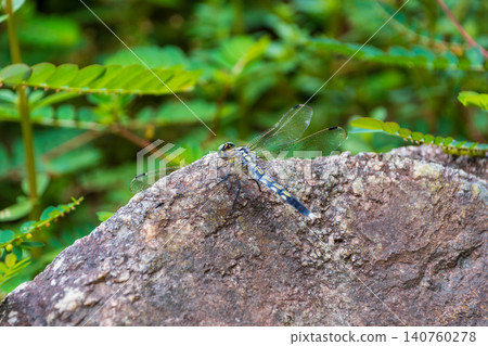 A common skimmer dragonfly rests its wings on a large rock. A common skimmer dragonfly rests its wings on a large rock. 140760278