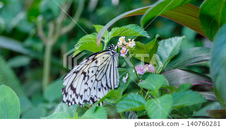 一隻大白蝴蝶（Idea leuconoe）棲息在馬纓丹花上，在綠葉間吸食花蜜。 140760281