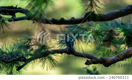 一隻翠鳥棲息在松樹的樹枝上,樹枝上正冒出嫩芽。 一隻翠鳥棲息在松樹的樹枝上,樹枝上正冒出嫩芽。 140760311
