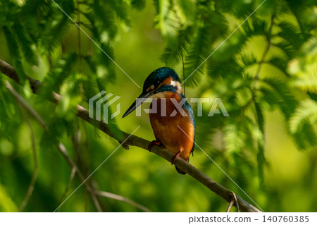 Kingfisher perching on a branch Kingfisher perching on a branch 140760385