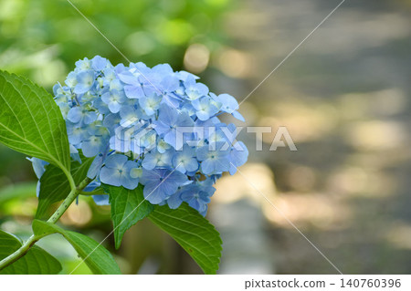 Light blue hydrangea Light blue hydrangea 140760396