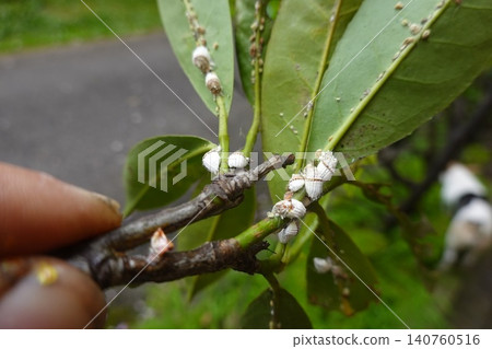 Cottony cushion scale insects infesting subtropical plant leaves Cottony cushion scale insects infesting subtropical plant leaves 140760516