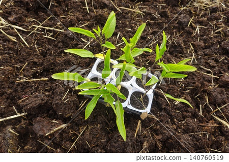 Pepino melon seedlings growing in propagation tray Pepino melon seedlings growing in propagation tray 140760519