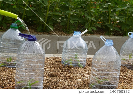 Watering plants in recycled plastic bottle mini greenhouses 140760522