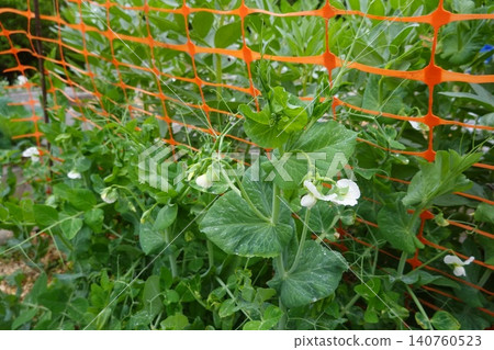 Pea plants growing white flowers on an orange fence Pea plants growing white flowers on an orange fence 140760523