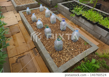 Protecting young seedlings in raised garden beds with plastic bottle cloches Protecting young seedlings in raised garden beds with plastic bottle cloches 140760524